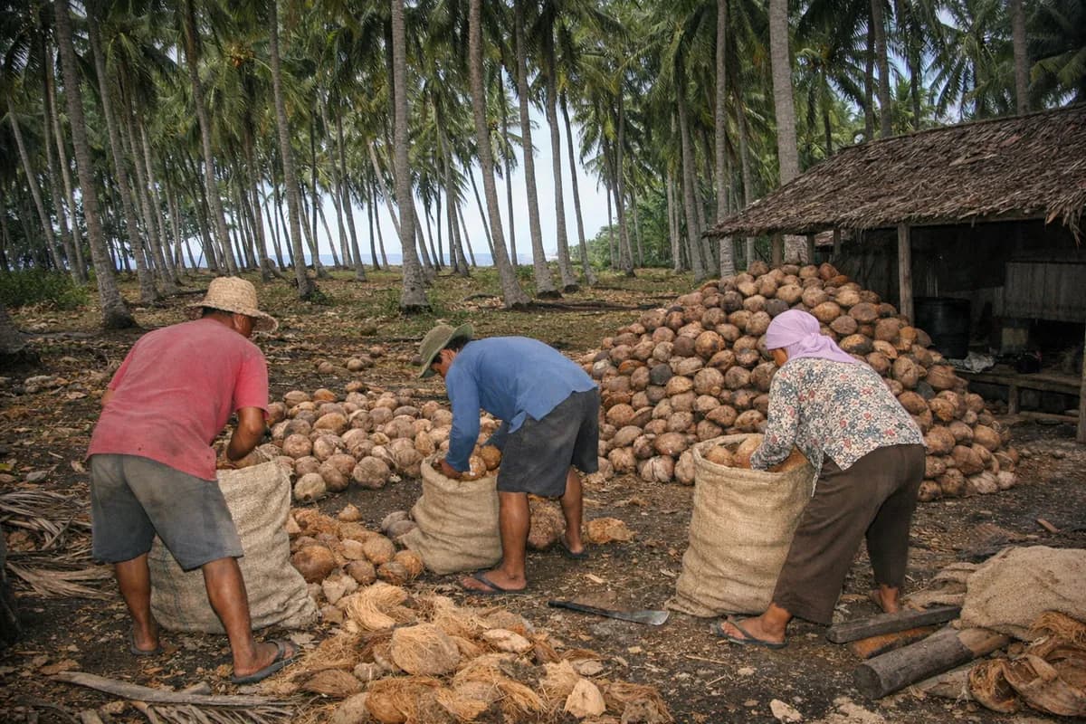 Workers gathering coconuts beneath tall palms in an East Java coconut grove, with woven sacks and a pile of shells beside a simple processing hut.